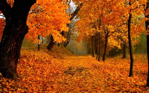 free autumn leaf images|autumn leaves background images free.